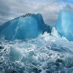 Пазл: Жизнь пингвинов