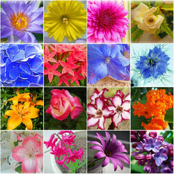 Пазл: Цветы