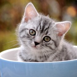 Пазл: В голубой чашке