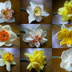 Пазл: Нарциссы