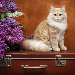 Пазл: Чемоданное настроение