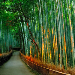 Пазл: Бамбуковая роща