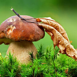 Пазл: Осенний подарок