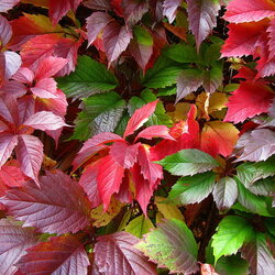 Пазл: Девичий виноград