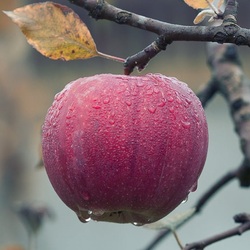 Пазл: Яблоко