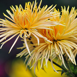 Пазл: Хризантемы