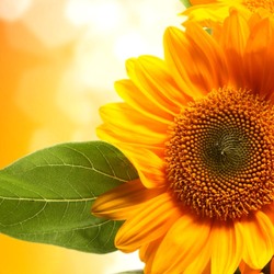 Пазл: Подсолнухи