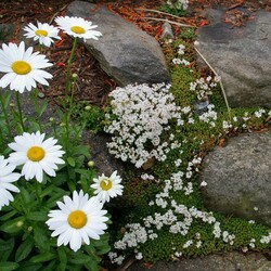 Пазл: Ромашки