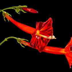 Пазл: Аленький цветочек