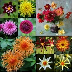 Пазл: Разнообразие георгинов