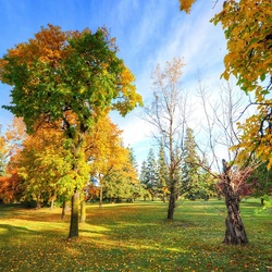 Пазл: Осенний парк