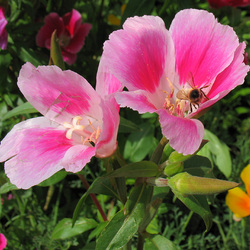 Пазл: Кларкирия