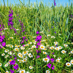 Пазл: Полевые цветы