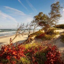 Пазл: Берег Балтийского моря