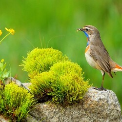 Пазл: Варакушка с добычей