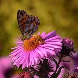 Пазл: Флора и фауна