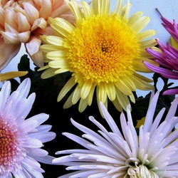 Пазл: Хризантемы