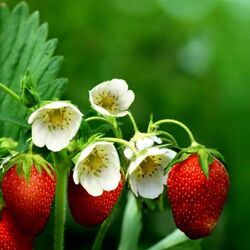 Пазл: Земляничка