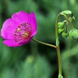 Пазл: Цветок с бутонами