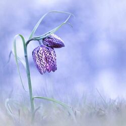 Пазл: Фритиллярия