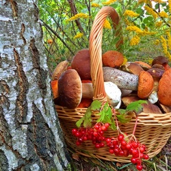 Пазл: Грибочки