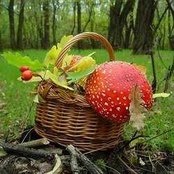 Пазл: Грибочки