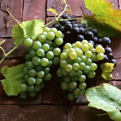 Пазл: Виноград