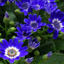 Пазл: Цинерария