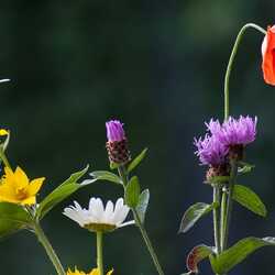 Пазл: Разноцветье