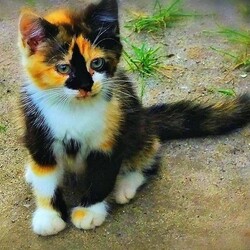 Пазл: Котенок 