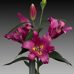 Пазл: Лилия Будапешт