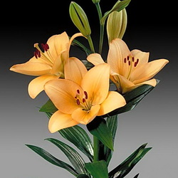 Пазл: Лилия Менорка