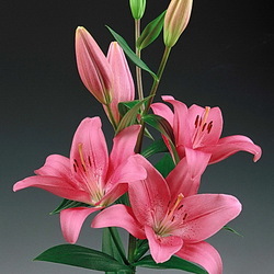 Пазл: Лилия Катина