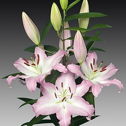 Пазл: Лилия Каменго