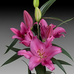 Пазл: Лилия Ая София