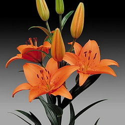 Пазл: Лилия Тресор