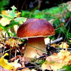 Пазл: Грибочки