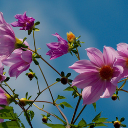 Пазл: Цветы на ветру