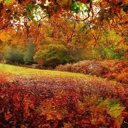 Пазл: Цвет осени