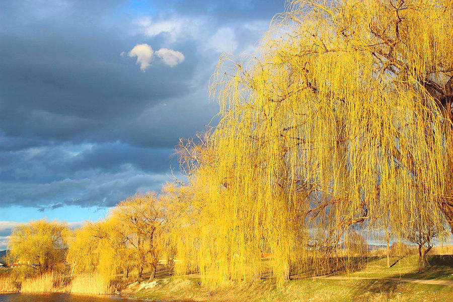 Пазл «Плакучие ивы» из 150 элементов | Собрать онлайн пазл №191509