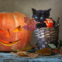 Пазл: Котохэллоуин