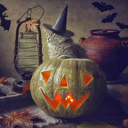 Пазл: Котохэллоуин