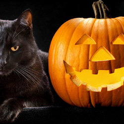 Пазл: Котохэллоуин