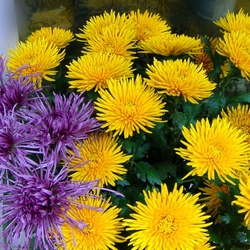 Пазл: Хризантемы