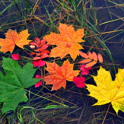 Пазл: Осенние листья