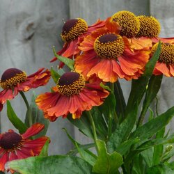 Пазл: Гелениум осенний