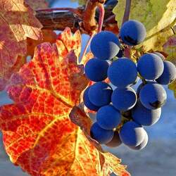 Пазл: Виноградная лоза