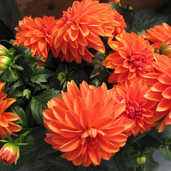 Пазл: Георгины