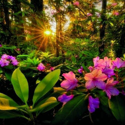 Пазл: Магия леса