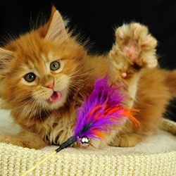 Пазл: Котенок